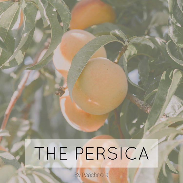 Persica